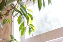 Bright green leaves of a plant are illuminated by natural sunlight filtering through a window, creating a serene and vibrant scene. The blurred background enhances the focus on the fresh foliage, and the soft light casts gentle shadows.