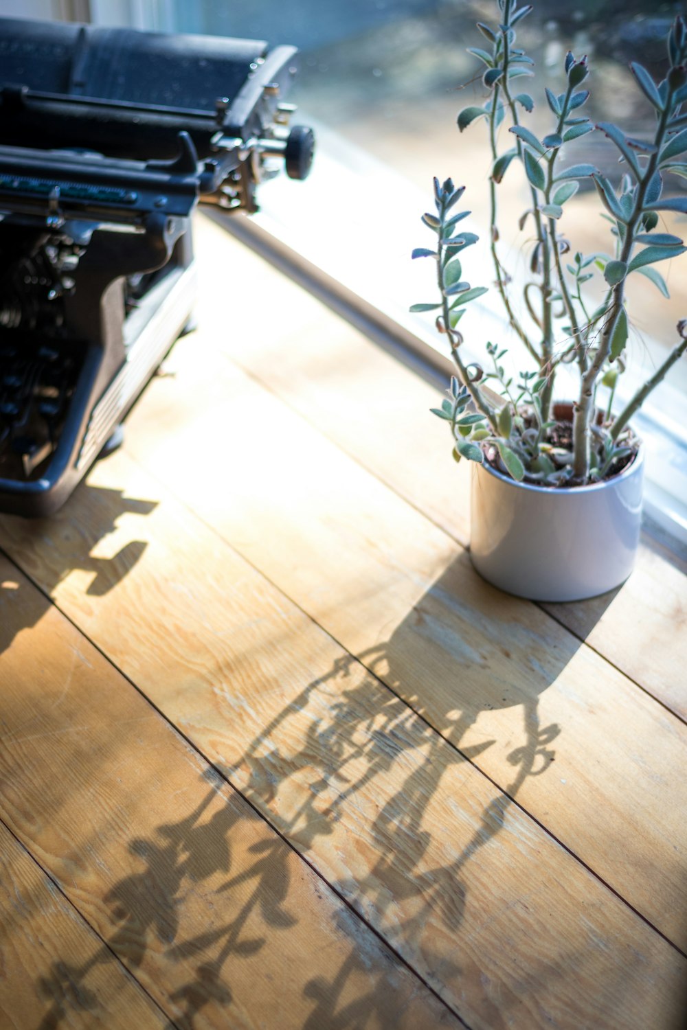 typewriter near plant on white pot