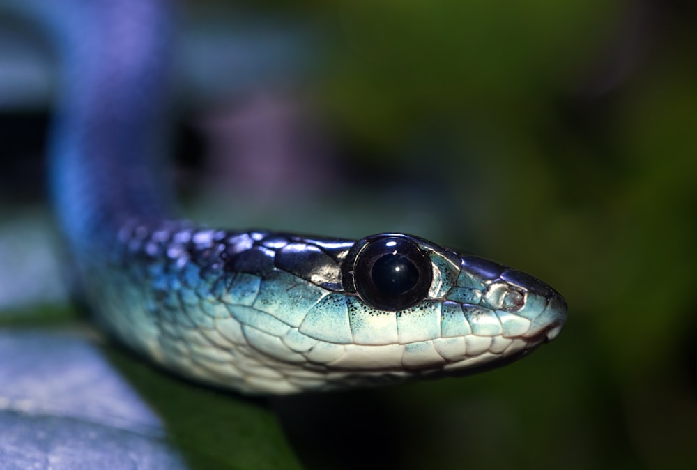 serpent gris