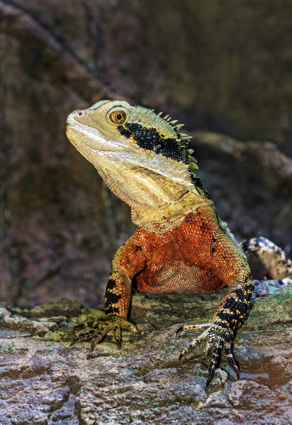 iguana on tree