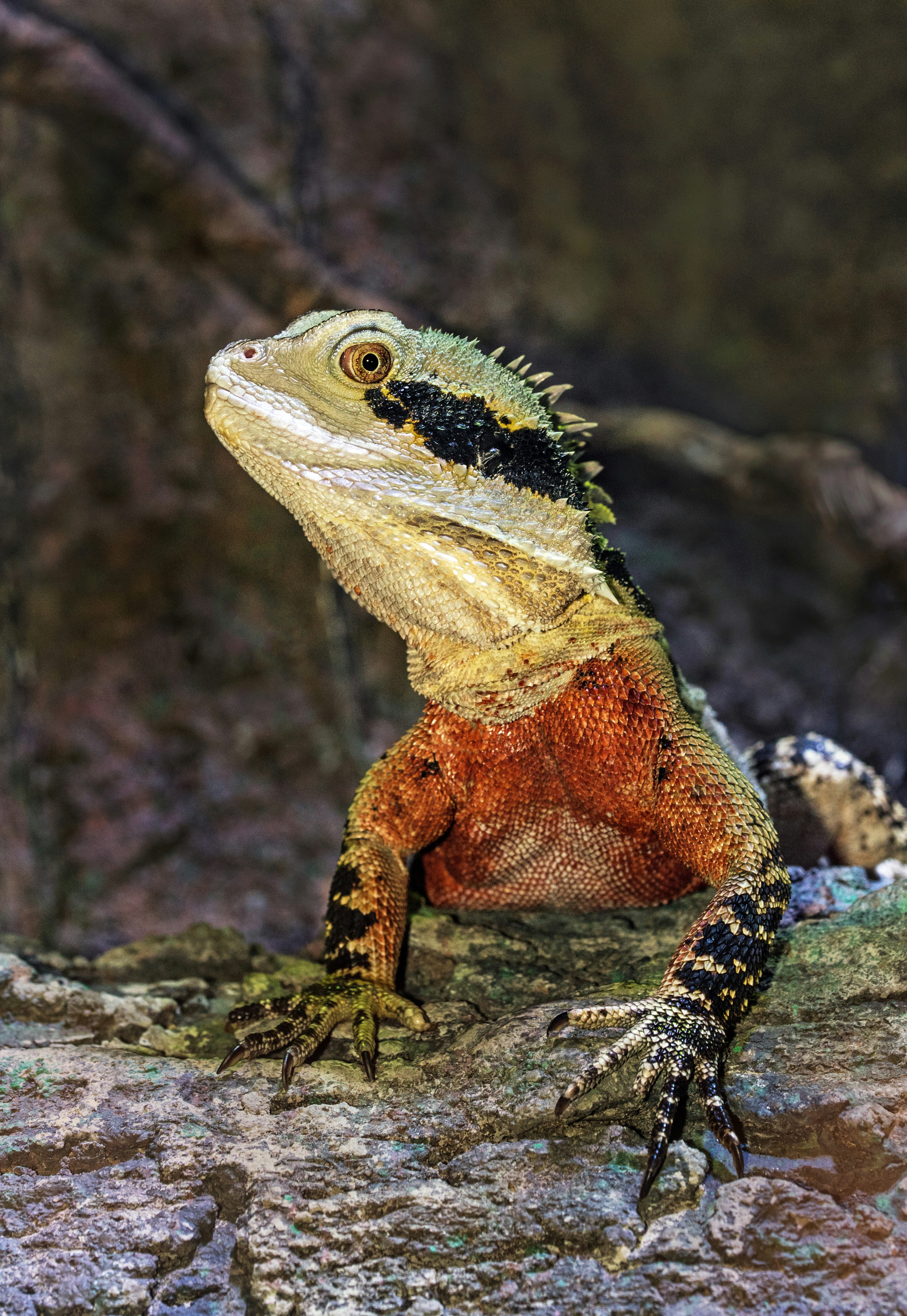 iguana on tree