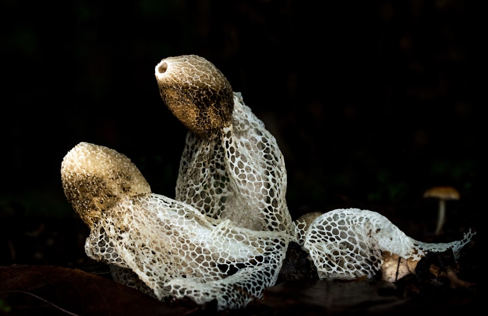 a stuffed animal sitting on top of a leaf covered ground