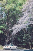A white taxi is parked beside a road, surrounded by lush green trees and beautiful cherry blossom branches. The pink and white blossoms create a vibrant contrast against the dense forest background. Sunlight filters through the foliage, casting dappled shadows on the ground.