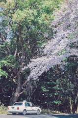 A white taxi is parked beside a road, surrounded by lush green trees and beautiful cherry blossom branches. The pink and white blossoms create a vibrant contrast against the dense forest background. Sunlight filters through the foliage, casting dappled shadows on the ground.