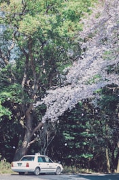 A white taxi is parked beside a road, surrounded by lush green trees and beautiful cherry blossom branches. The pink and white blossoms create a vibrant contrast against the dense forest background. Sunlight filters through the foliage, casting dappled shadows on the ground.