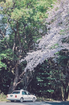 A white taxi is parked beside a road, surrounded by lush green trees and beautiful cherry blossom branches. The pink and white blossoms create a vibrant contrast against the dense forest background. Sunlight filters through the foliage, casting dappled shadows on the ground.