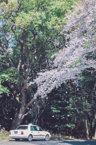 A white taxi is parked beside a road, surrounded by lush green trees and beautiful cherry blossom branches. The pink and white blossoms create a vibrant contrast against the dense forest background. Sunlight filters through the foliage, casting dappled shadows on the ground.