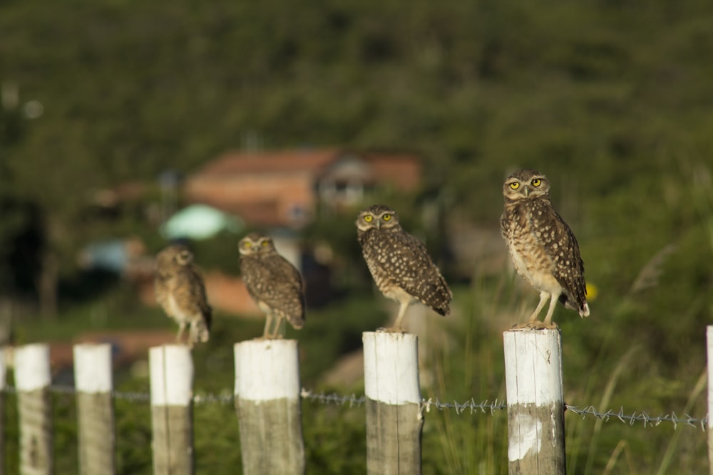 four brown birds on white wooden posts during daytime
