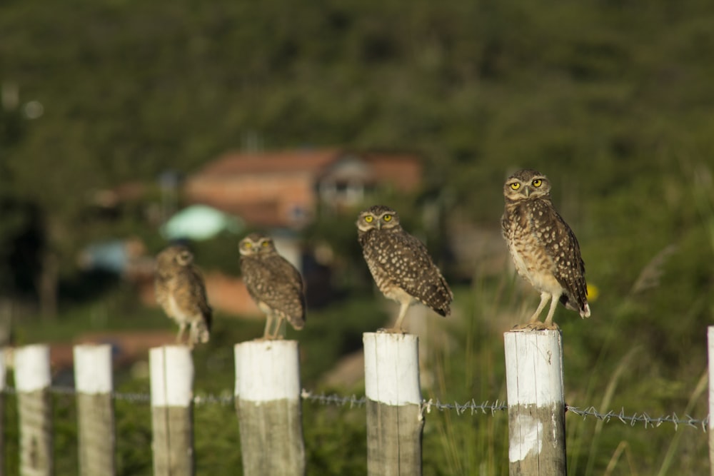 vier braune Vögel auf weißen Holzpfosten tagsüber