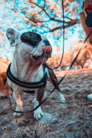 A curious blue French Bulldog puppy exploring a garden with blooming flowers.