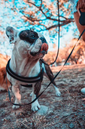 A curious blue French Bulldog puppy exploring a garden with blooming flowers.