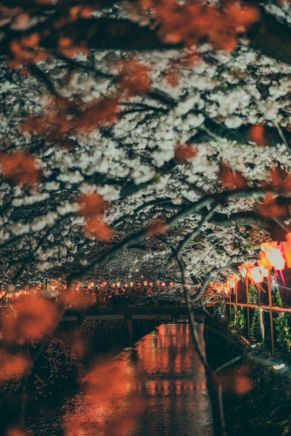 cerezos en flor cerca del lago