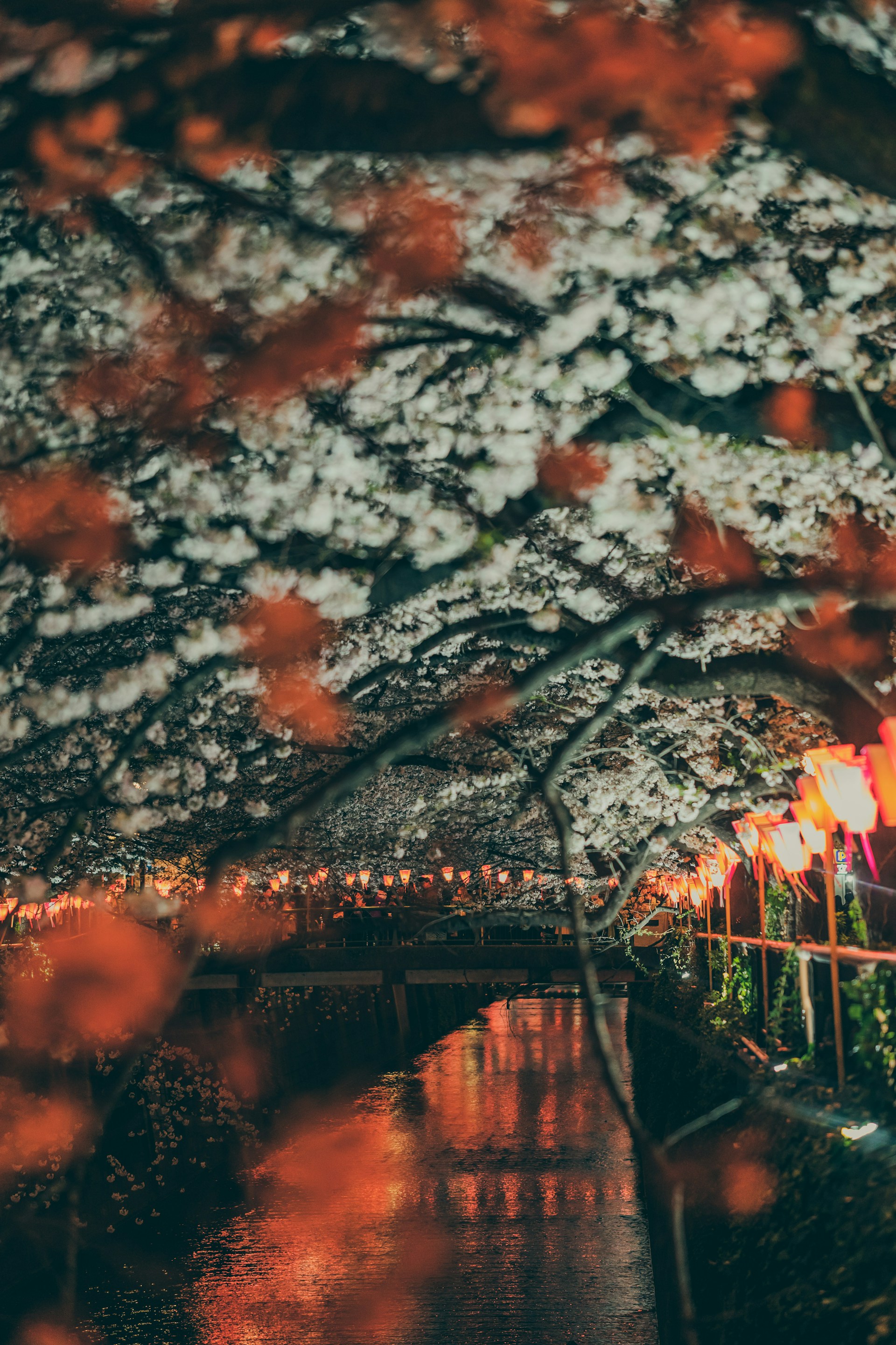 cherry blossom trees near lake