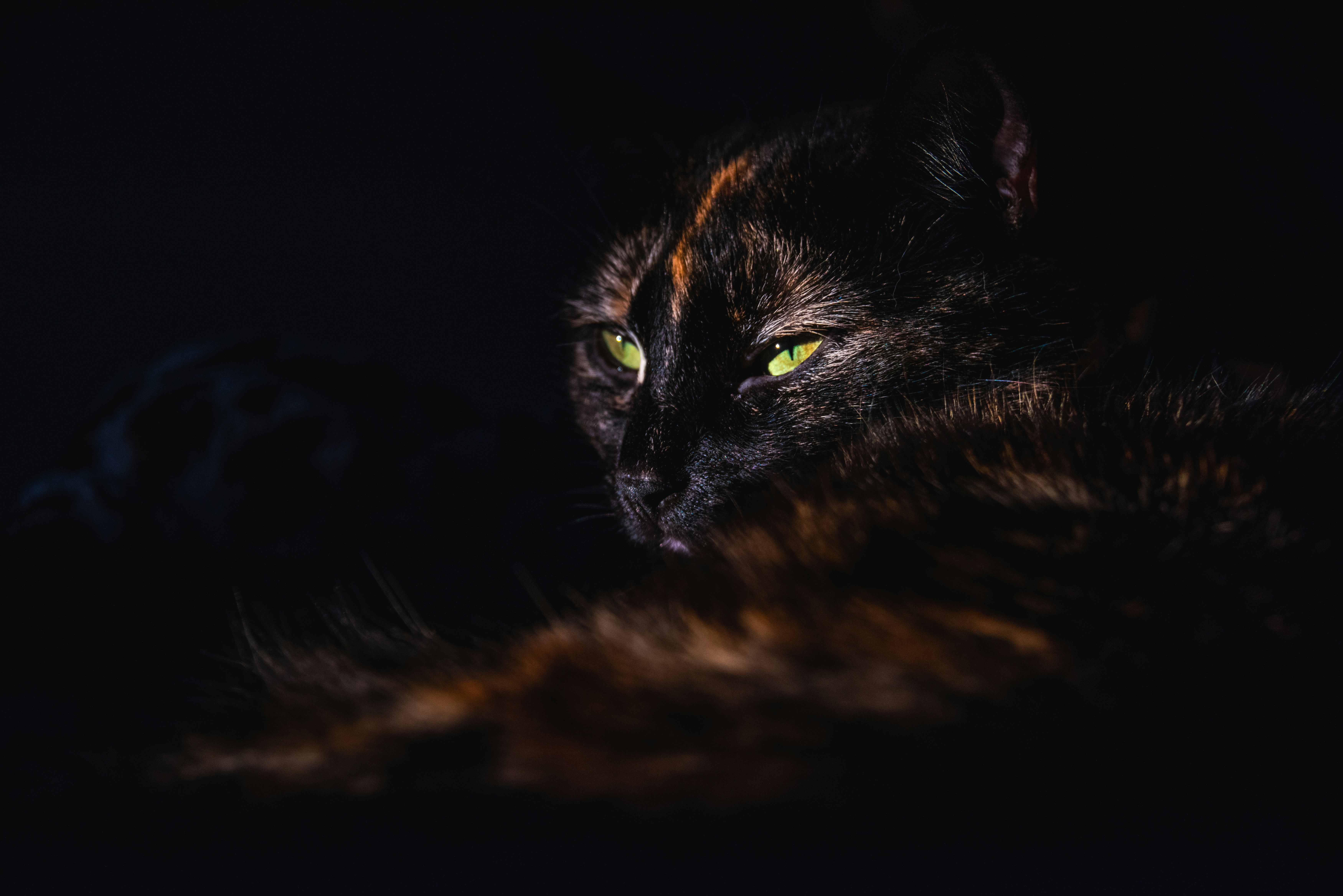 Kurzpelzige schwarze Katze