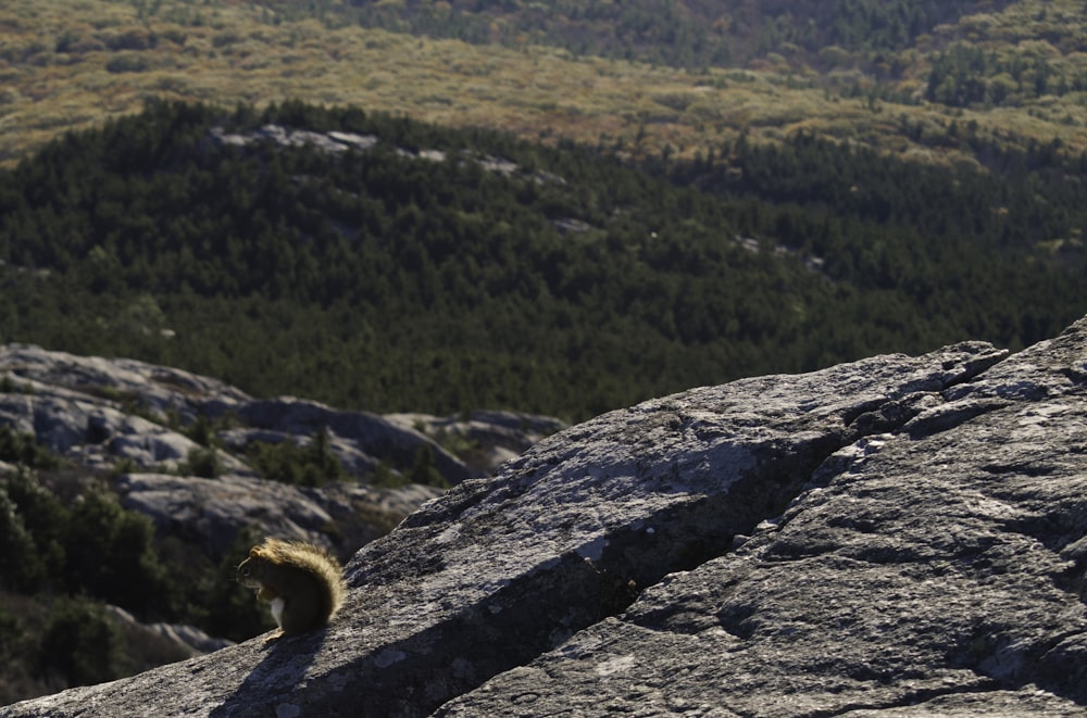 squirrel on rock