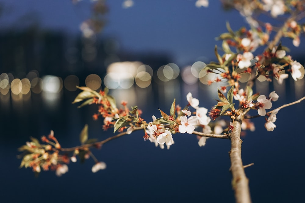 white flowers