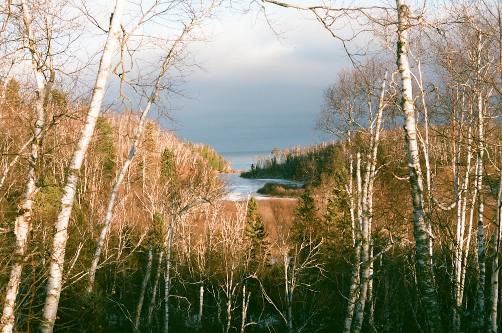 brown withered trees