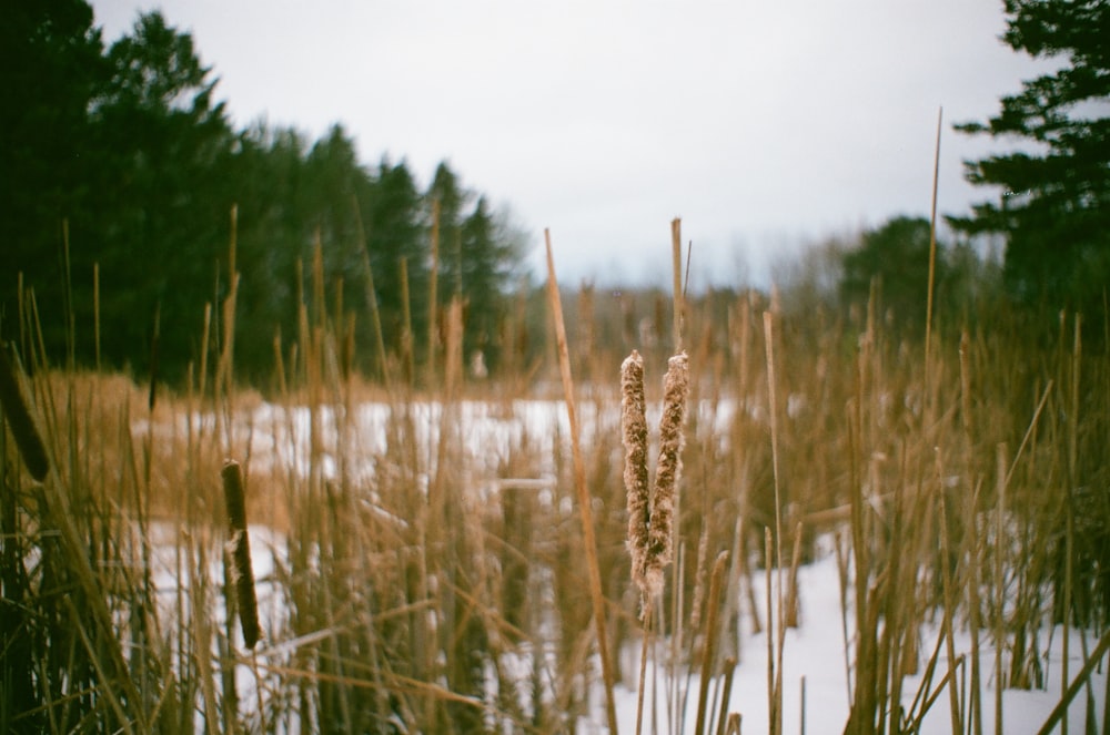 brown grass field