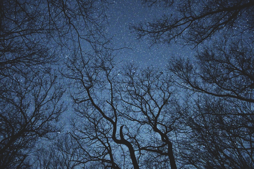 Silhouettenfotografie von Bäumen