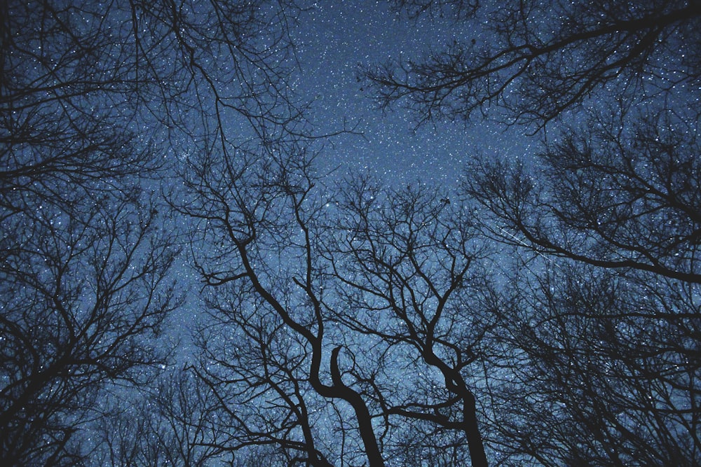 silhouette photography of trees