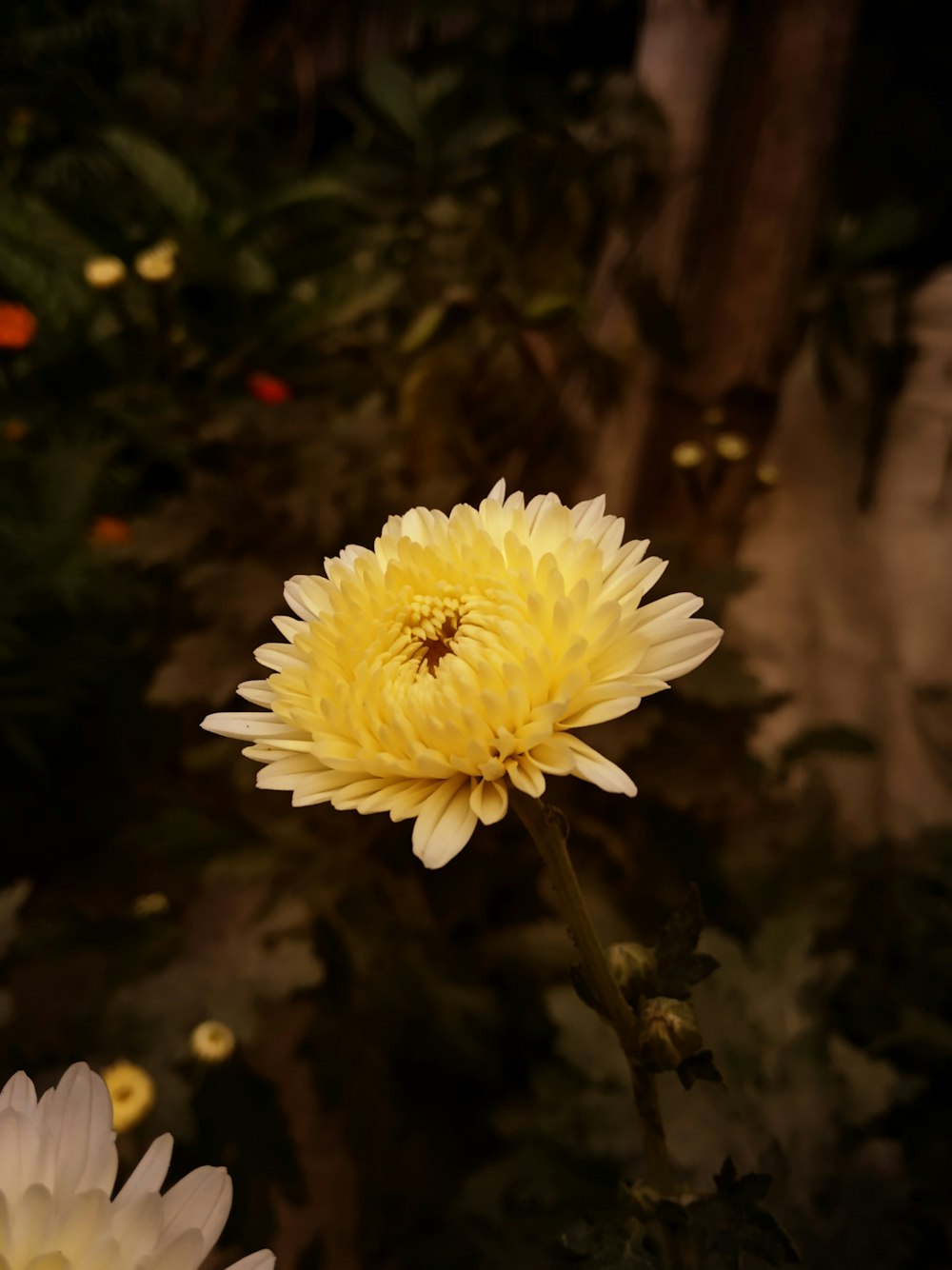 yellow flower at bloom