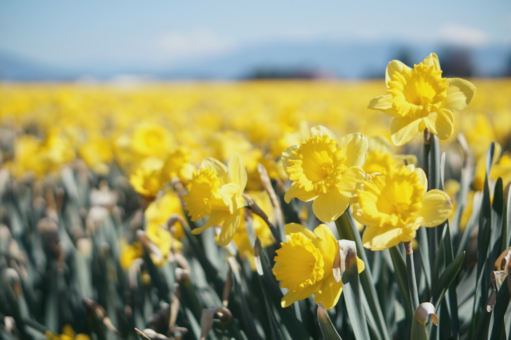 bed of yellow flowers