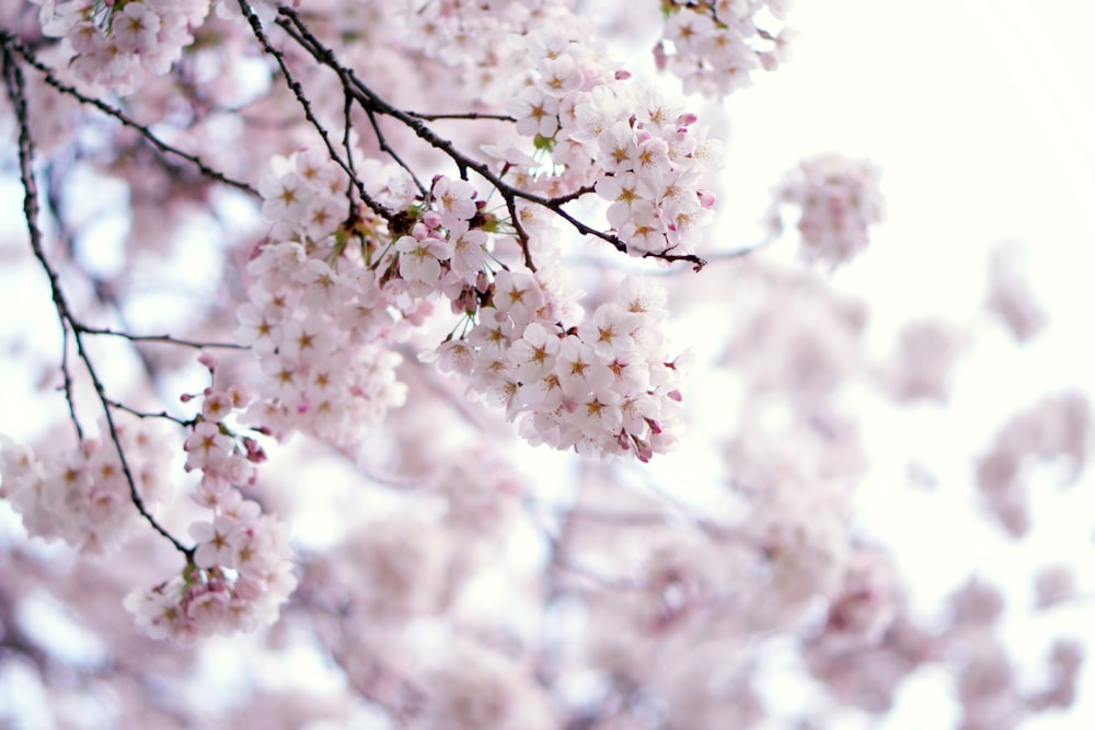 cherry blossom tree