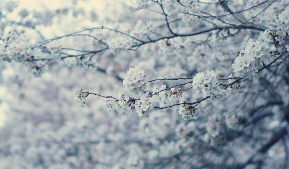 a blurry photo of a tree with white flowers