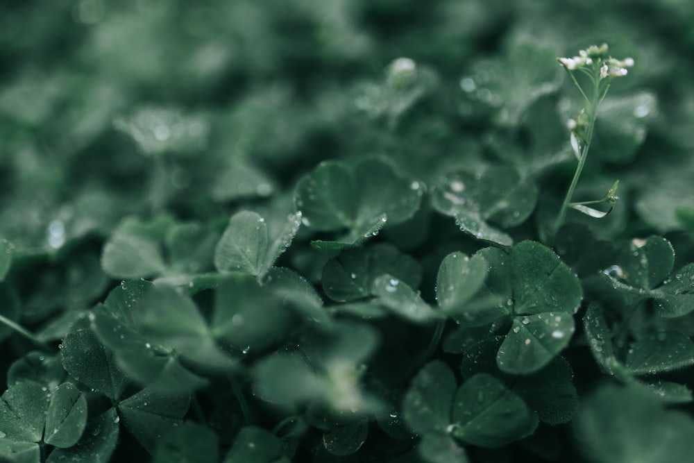 closeup photography of green clover plant