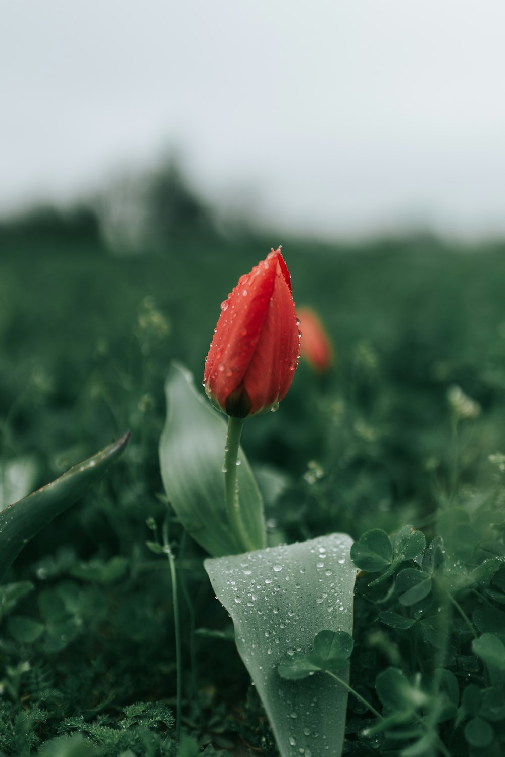 赤い花のつぼみの接写写真