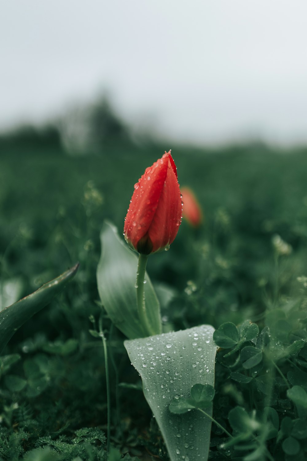 closeup photography of red flower bud