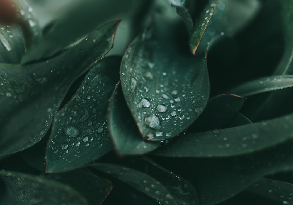 water drops on green leaf plants