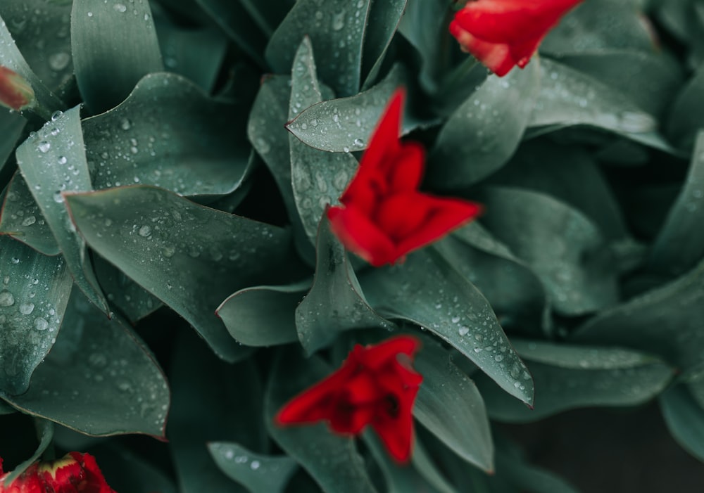 red flowers in bloom