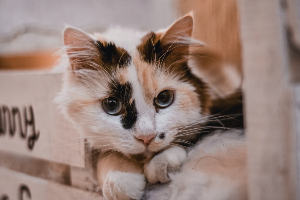 calico cat on beige pad