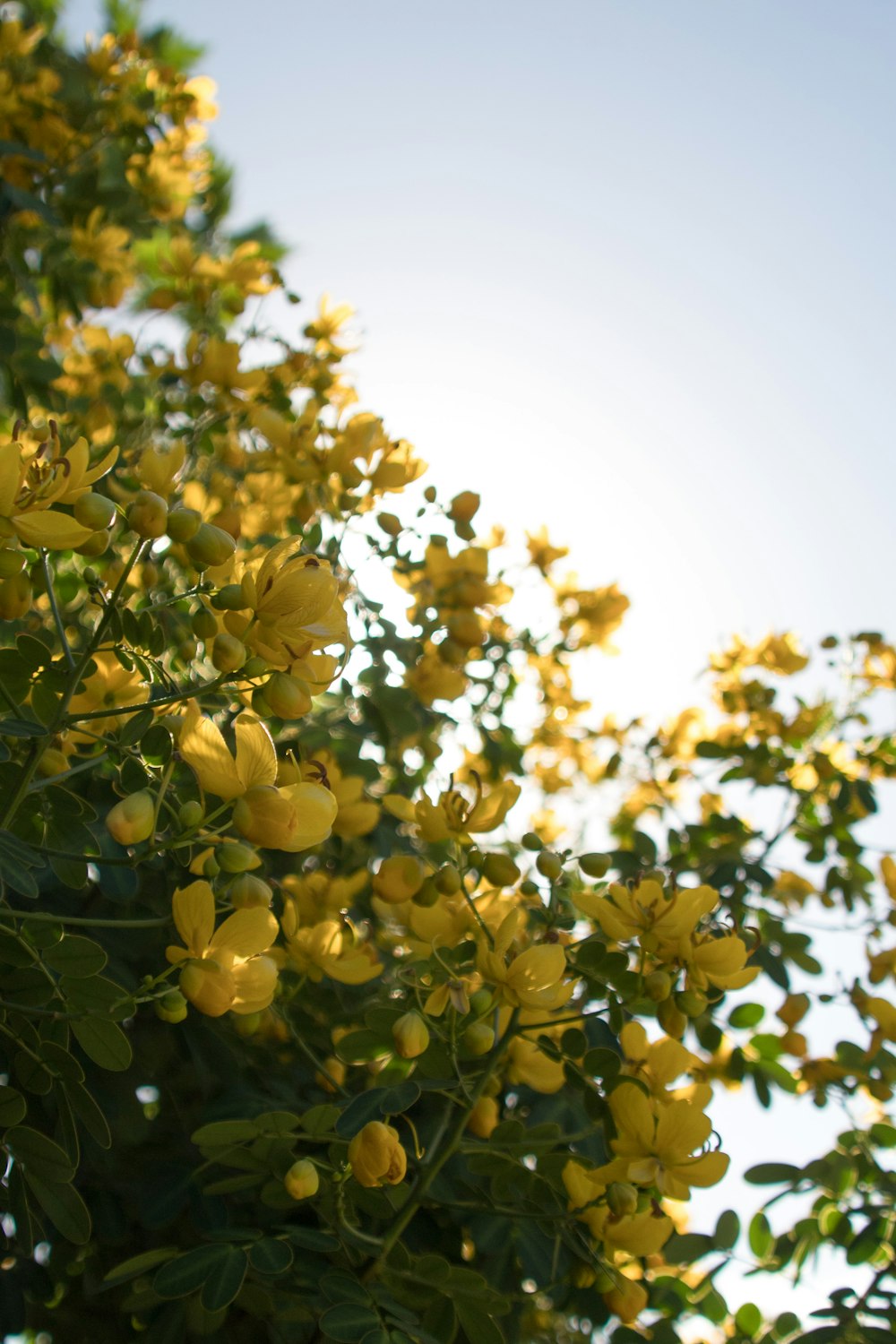 blooming yellow petaled flowers