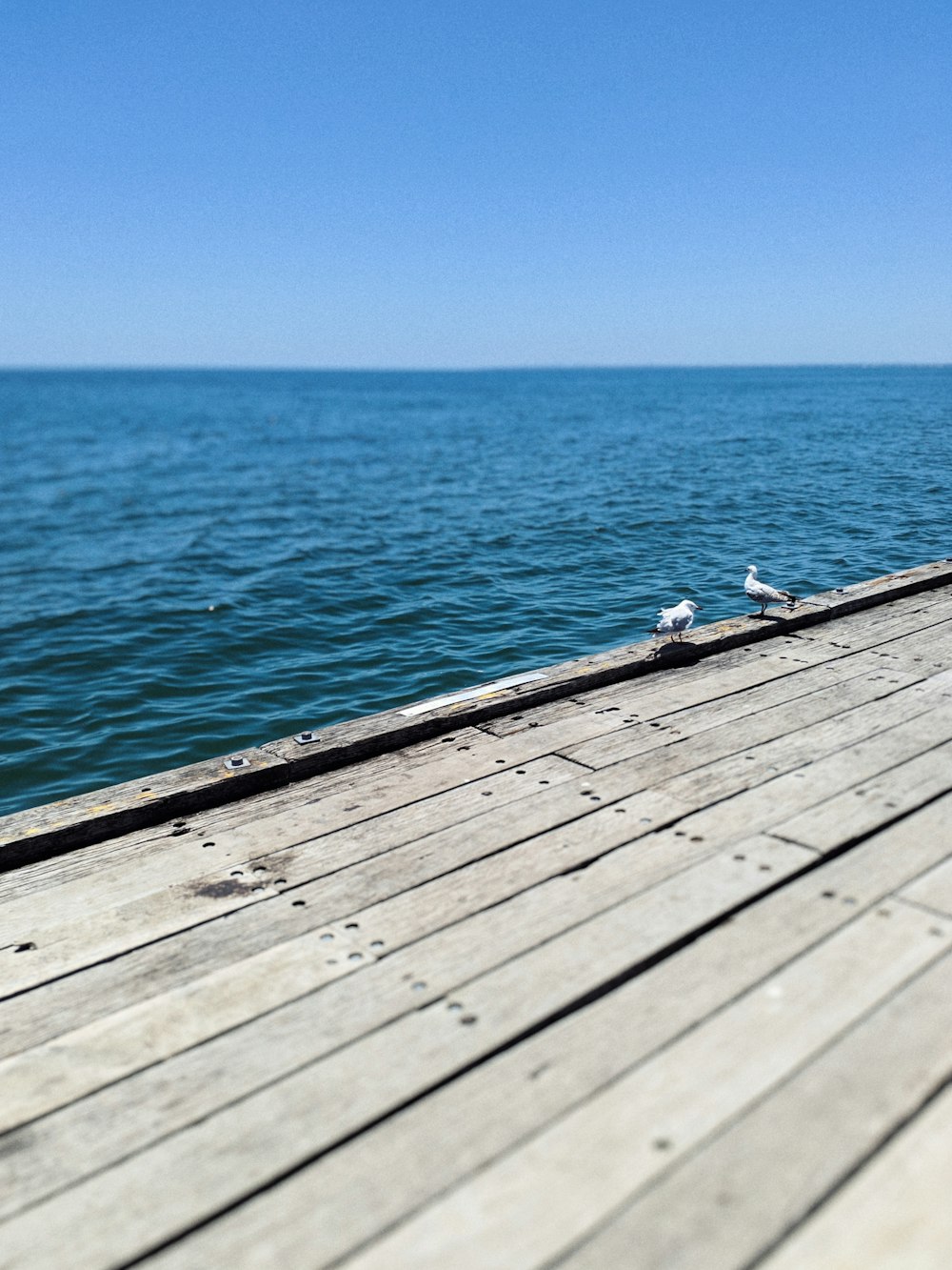 Dos pájaros en el muelle