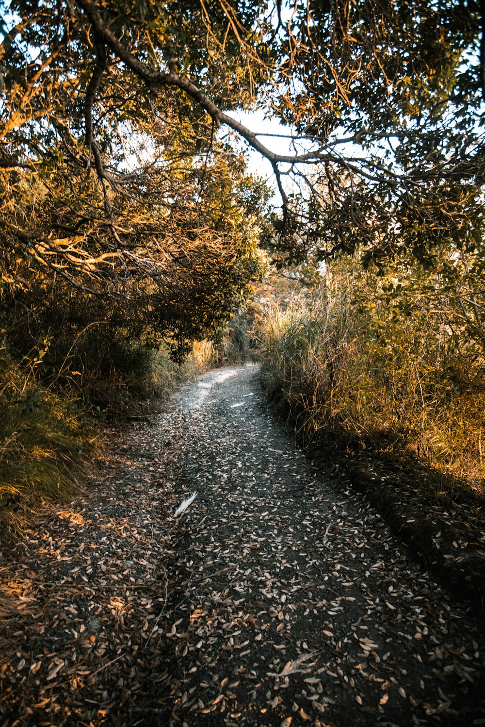 pathway between bushes
