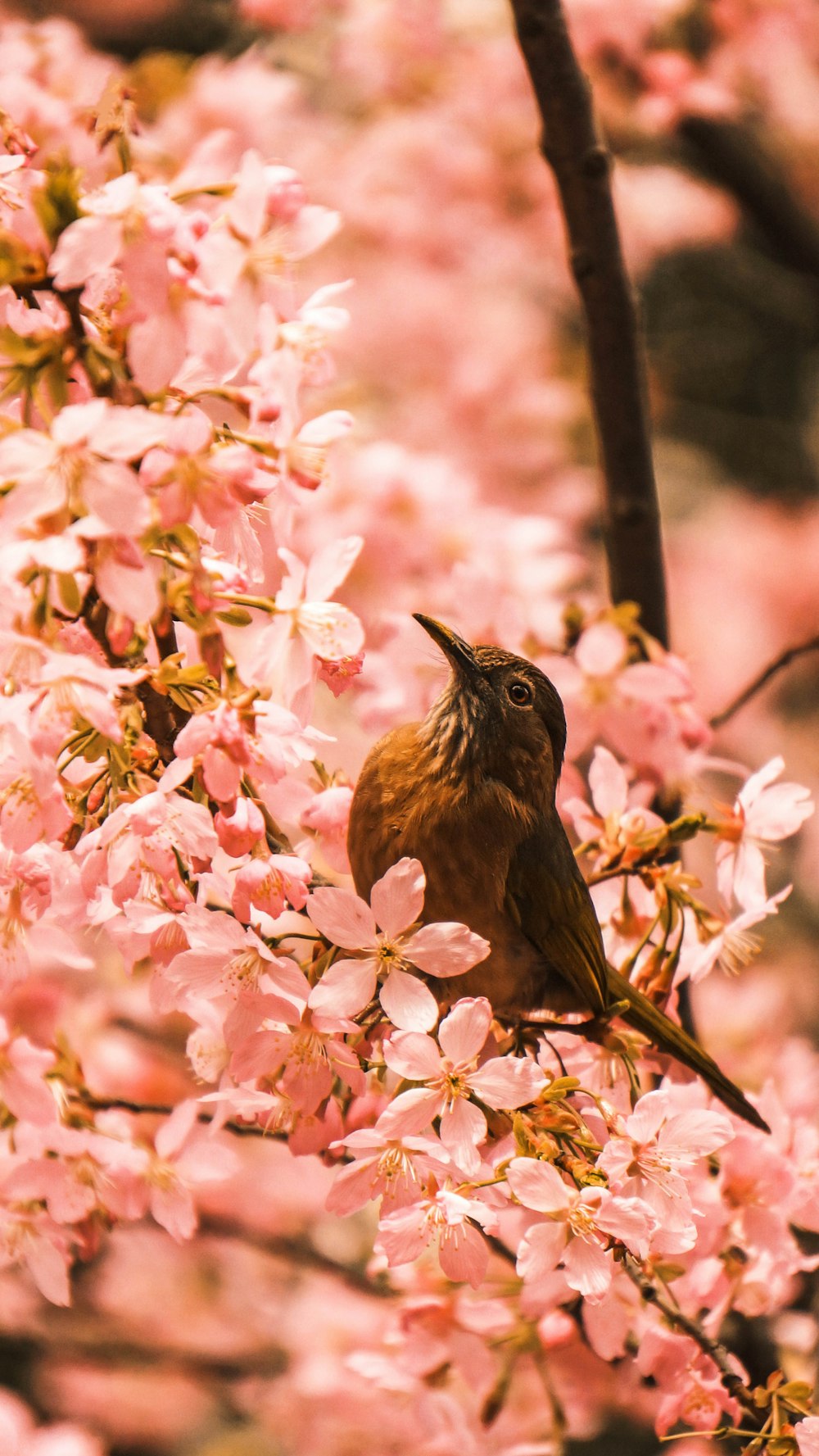 brown bird fetched on tree branch