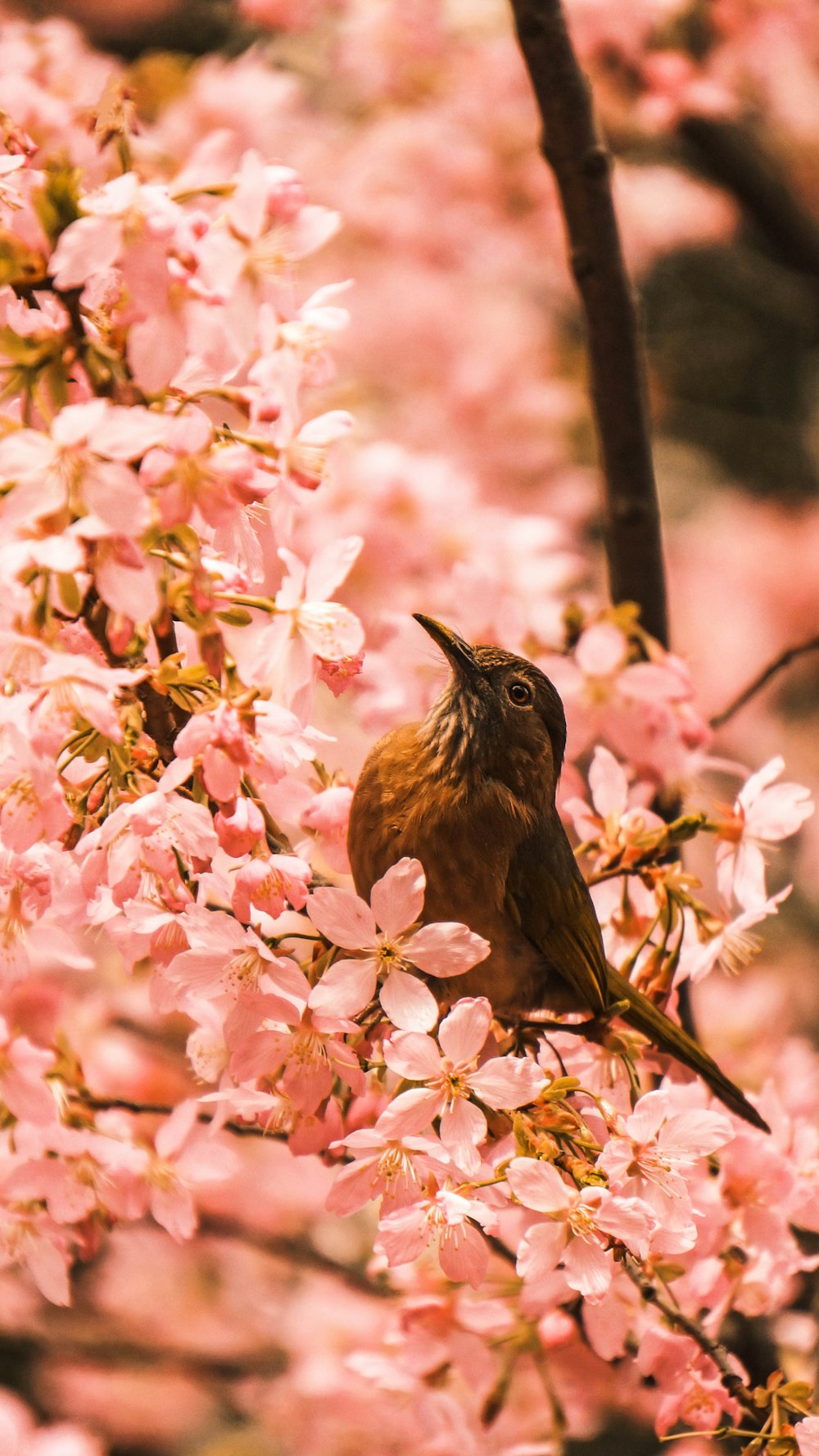 pássaro marrom buscado em galho de árvore