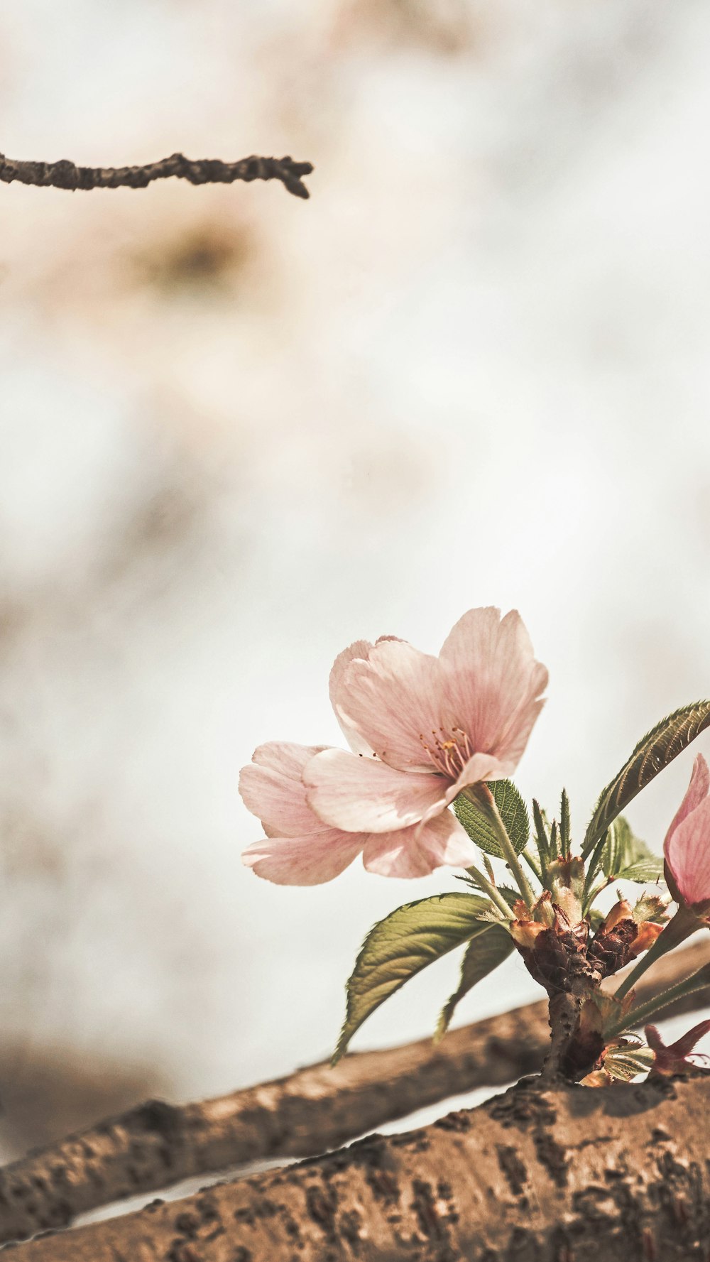 selective focus photography of pink petaled flower