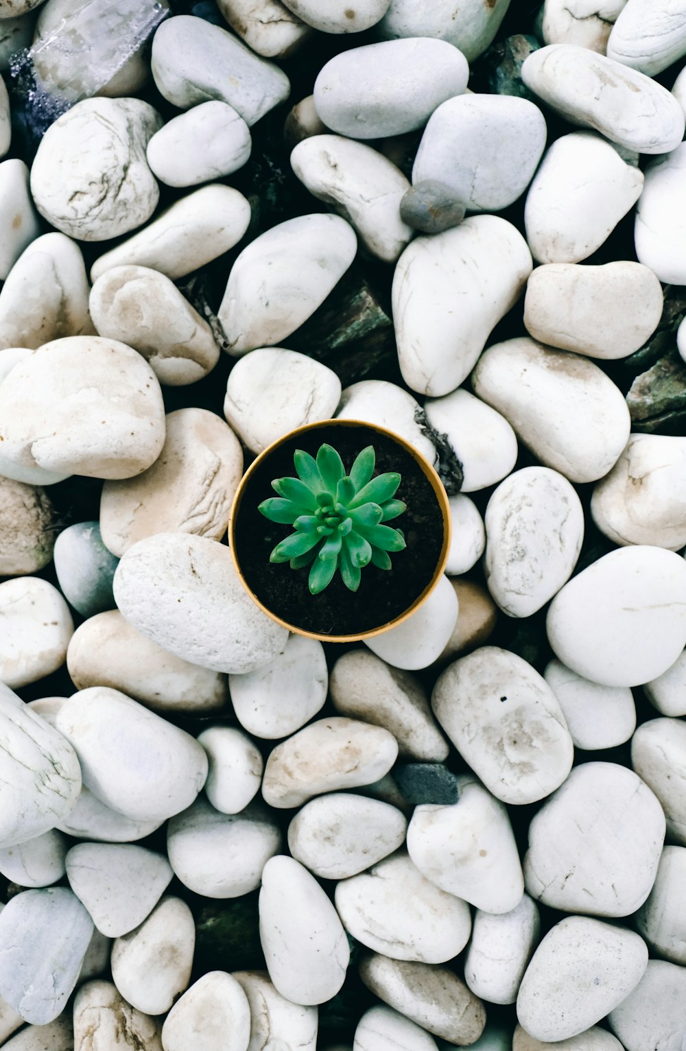 green succulent surrounded with white stones