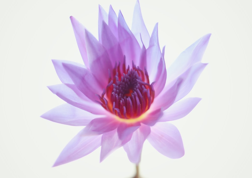 one blooming purple lotus flower