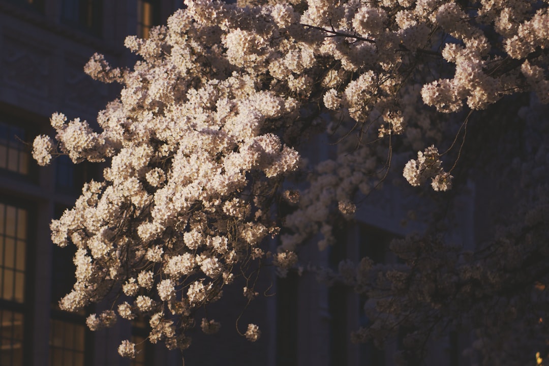 blooming flowering tree view