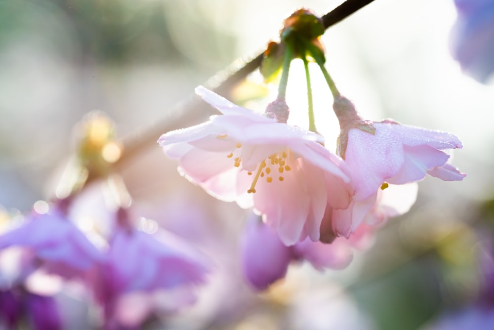 closeup photography of purple-petaled flower