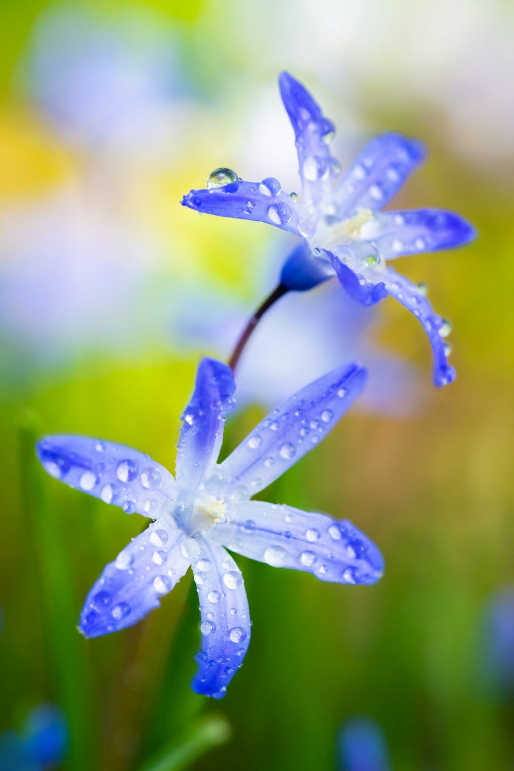blue flowers with water dews