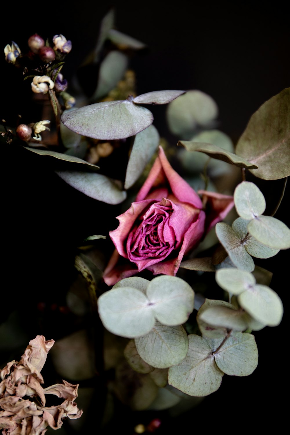 pink rose at bloom