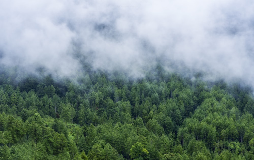 Forêt verte par temps de brouillard