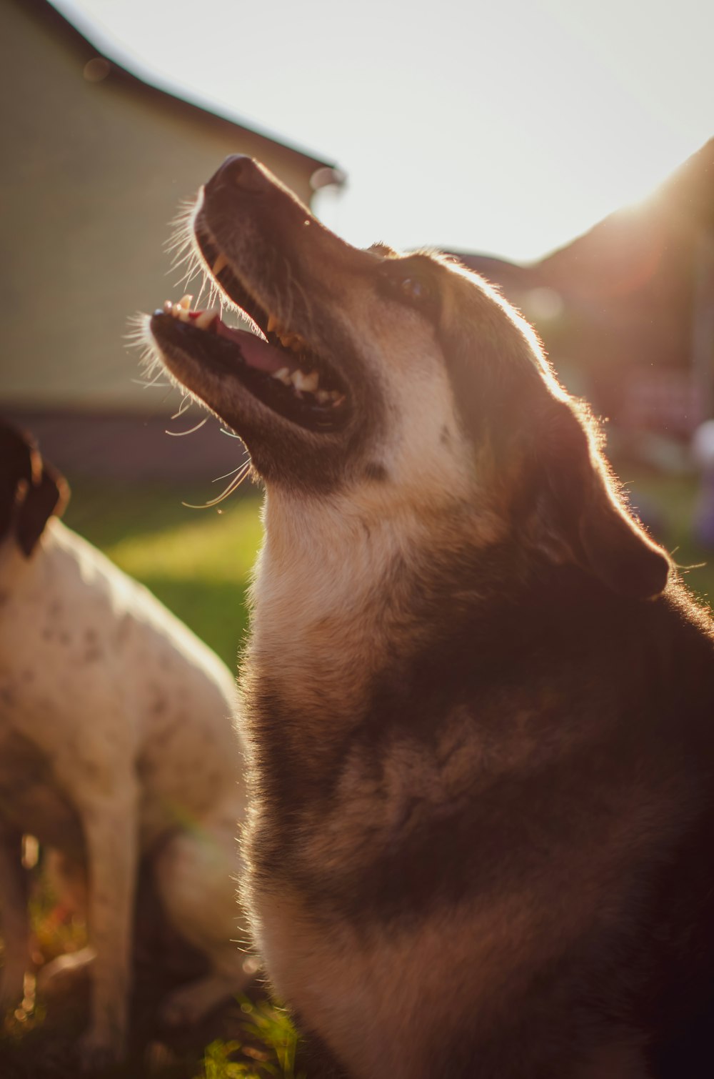 dog barking