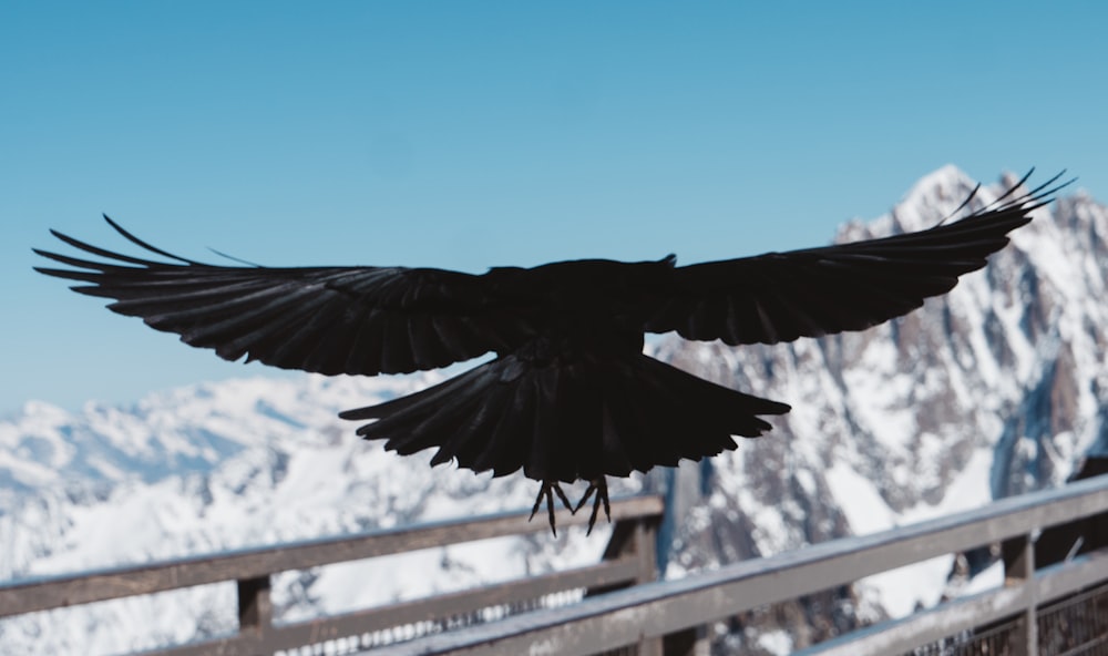 oiseau noir volant
