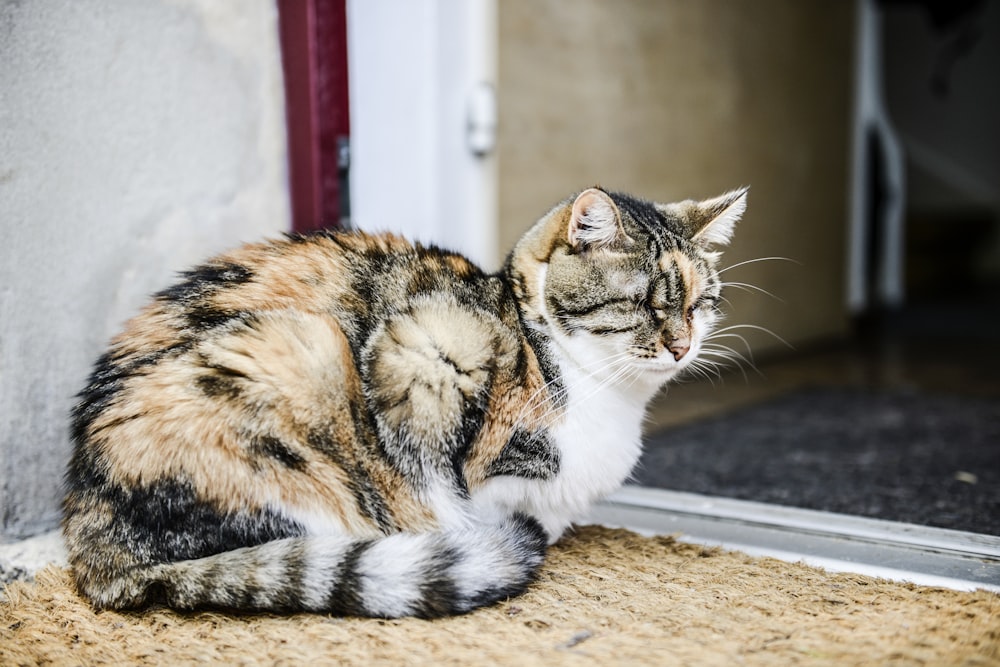 calico cat by open door